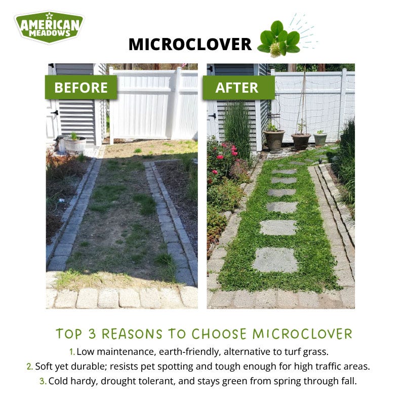 Microclover® Seed - The Original Low-Maintenance Lawn